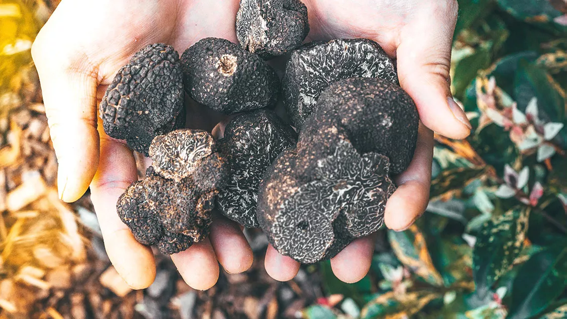 istrian-black-truffle